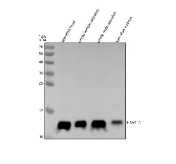 Zebrafish Hbae1.1 Antibody Tissue WB. Western blot analysis of Hbae1.1 protein using Zebrafish Hbae1.1 antibody and 1) zebrafish head, 2) whole female zebrafish, 3) whole male zebrafish and 4) zebrafish embryo tissue lysate. Predicted molecular weight ~16 kDa.