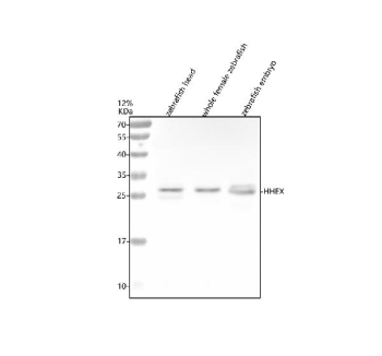 Zebrafish Hhex Antibody Tissue WB. Western blot analysis of Hhex protein using Zebrafish Hhex antibody and 1) zebrafish head, 2) whole female zebrafish and 3) zebrafish embryo tissue lysate. Predicted molecular weight ~26 kDa.