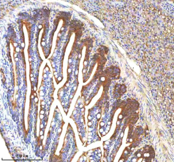 Zebrafish Igf1 Antibody Colon Tissue IHC. Immunohistochemistry staining of zebrafish Insulin like growth factor 1 protein using Zebrafish Insulin like growth factor 1 antibody, HRP-labeled secondary and DAB substrate. Igf1 was detected in a paraffin-embedded section of zebrafish colon tissue. HIER: boil tissue sections in pH8 EDTA for 20 min and allow to cool before testing.