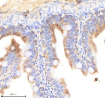 Zebrafish Pik3cb Antibody Colon Tissue IHC. Immunohistochemistry staining of FFPE zebrafish colon tissue with Pik3cb antibody, HRP-labeled secondary and DAB substrate. HIER: boil tissue sections in pH8 EDTA for 20 min and allow to cool before testing.