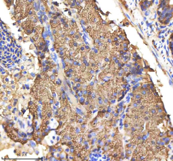 Zebrafish Csf1r Antibody Pancreas Tissue IHC. Immunohistochemistry staining of zebrafish Csf1r protein using Zebrafish Csf1r antibody, HRP-labeled secondary and DAB substrate. M-Csf1r was detected in a paraffin-embedded section of zebrafish pancreas tissue. HIER: boil tissue sections in pH8 EDTA for 20 min and allow to cool before testing.