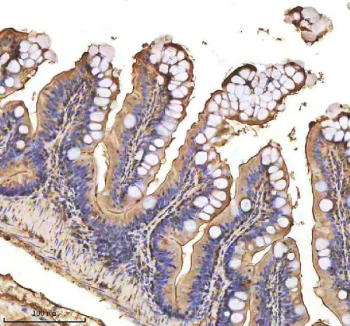 Zebrafish Mmp9 Antibody Colon Tissue IHC. Immunohistochemistry staining of zebrafish Mmp9 protein using Zebrafish Mmp9 antibody, HRP-labeled secondary and DAB substrate. Mmp9 was detected in a paraffin-embedded section of zebrafish colon tissue. HIER: boil tissue sections in pH8 EDTA for 20 min and allow to cool before testing.