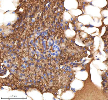 Zebrafish Mpeg1 Antibody Pancreas Tissue IHC. Immunohistochemistry staining of zebrafish MPEG1 protein using Zebrafish MPEG1 antibody, HRP-labeled secondary and DAB substrate. MPEG1 was detected in a paraffin-embedded section of zebrafish pancreas tissue. HIER: boil tissue sections in pH8 EDTA for 20 min and allow to cool before testing.