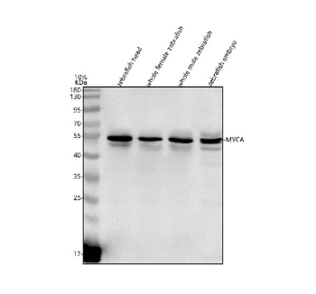 Zebrafish Myca Antibody Tissue WB. Western blot analysis of Myca protein using Zebrafish Myca antibody and 1) zebrafish head, 2) whole female zebrafish, 3) whole male zebrafish and 4) zebrafish embryo tissue lysate. Predicted molecular weight ~48 kDa.