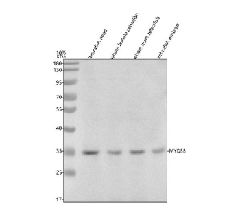 Zebrafish Myd88 Antibody Tissue WB. Western blot analysis of Myd88 protein using Zebrafish Myd88 antibody and 1) zebrafish head, 2) whole female zebrafish, 3) whole male zebrafish and 4) zebrafish embryo tissue lysate. Predicted molecular weight ~33 kDa.