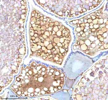 Zebrafish Ndr1 Antibody Ovary Tissue IHC. Immunohistochemistry staining of zebrafish Ndr1 protein using Zebrafish Ndr1 antibody, HRP-labeled secondary and DAB substrate. Ndr1 was detected in a paraffin-embedded section of zebrafish ovary tissue. HIER: boil tissue sections in pH8 EDTA for 20 min and allow to cool before testing.