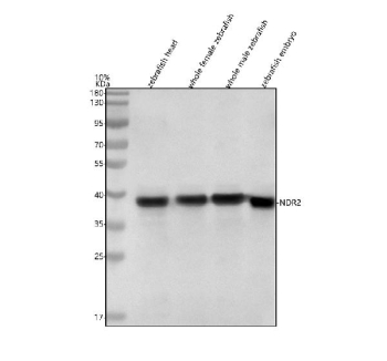 Zebrafish Ndr2 Antibody Tissue WB. Western blot analysis of Ndr2 protein using Zebrafish Ndr2 antibody and 1) zebrafish head, 2) whole female zebrafish, 3) whole male zebrafish and 4) zebrafish embryo tissue lysate. Predicted molecular weight ~40 kDa.