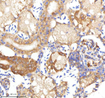 Zebrafish Neuropeptide Y Antibody Kidney Tissue IHC. Immunohistochemistry staining of Danio rerio Npy protein using Zebrafish Neuropeptide Y antibody, HRP-labeled secondary and DAB substrate. Neuropeptide Y was detected in a paraffin-embedded section of zebrafish kidney tissue. HIER: boil tissue sections in pH8 EDTA for 20 min and allow to cool before testing.