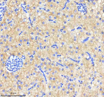 Zebrafish Neuropeptide Y Antibody Liver Tissue IHC. Immunohistochemistry staining of Danio rerio Npy protein using Zebrafish Neuropeptide Y antibody, HRP-labeled secondary and DAB substrate. Neuropeptide Y was detected in a paraffin-embedded section of zebrafish liver tissue. HIER: boil tissue sections in pH8 EDTA for 20 min and allow to cool before testing.
