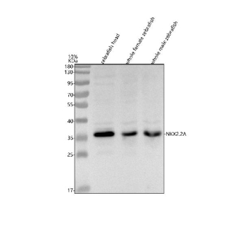 Zebrafish Nkx2.2a Antibody Tissue WB. Western blot analysis of Nkx2.2a protein using Zebrafish Nkx2.2a antibody and 1) zebrafish head, 2) whole female zebrafish and 3) whole male zebrafish tissue lysate. Predicted molecular weight ~30 kDa, commonly observed at 36-40 kDa.