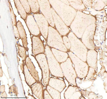 Zebrafish Ornithine aminotransferase / Oat Antibody Muscle Tissue IHC. Immunohistochemistry staining of zebrafish Ornithine aminotransferase protein using Zebrafish Ornithine aminotransferase antibody, HRP-labeled secondary and DAB substrate. Ornithine aminotransferase was detected in a paraffin-embedded section of zebrafish muscle tissue. HIER: boil tissue sections in pH8 EDTA for 20 min and allow to cool before testing.