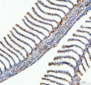 Zebrafish Ostf1 Antibody Fin Tissue IHC. Immunohistochemistry staining of FFPE zebrafish fin tissue with Ostf1 antibody, HRP-labeled secondary and DAB substrate. HIER: boil tissue sections in pH8 EDTA for 20 min and allow to cool before testing.
