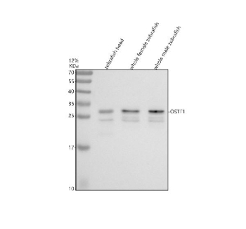 Zebrafish Ostf1 Antibody Tissue WB. Western blot analysis of OSTF1 protein using Zebrafish OSTF1 antibody and 1) zebrafish head, 2) whole female zebrafish and 3) whole male zebrafish tissue lysate. Predicted molecular weight ~24 kDa, commonly observed at 24-28 kDa (human similarity).
