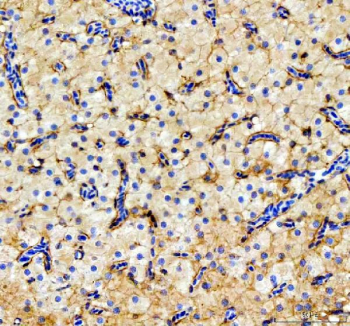 Zebrafish Ostf1 Antibody Liver Tissue IHC. Immunohistochemistry staining of FFPE zebrafish liver tissue with Ostf1 antibody, HRP-labeled secondary and DAB substrate. HIER: boil tissue sections in pH8 EDTA for 20 min and allow to cool before testing.