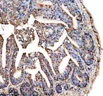 Zebrafish Ostf1 Antibody Colon Tissue IHC. Immunohistochemistry staining of FFPE zebrafish colon tissue with Ostf1 antibody, HRP-labeled secondary and DAB substrate. HIER: boil tissue sections in pH8 EDTA for 20 min and allow to cool before testing.