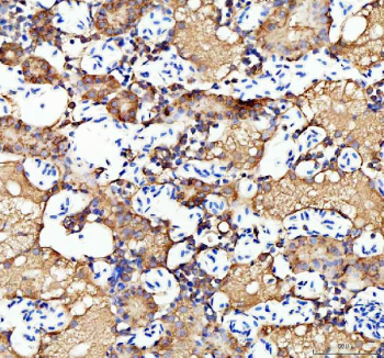 Zebrafish Ostf1 Antibody Kidney Tissue IHC. Immunohistochemistry staining of FFPE zebrafish kidney tissue with Ostf1 antibody, HRP-labeled secondary and DAB substrate. HIER: boil tissue sections in pH8 EDTA for 20 min and allow to cool before testing.