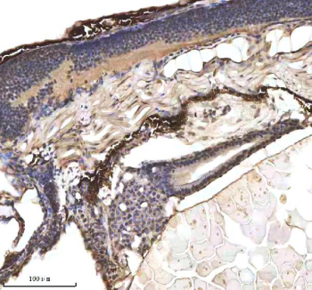 Zebrafish p53 antibody Embryo Tissue IHC. Immunohistochemistry staining of zebrafish p53 protein using Zebrafish p53 antibody, HRP-labeled secondary and DAB substrate. p53 was detected in a paraffin-embedded section of zebrafish embryo tissue. HIER: boil tissue sections in pH8 EDTA for 20 min and allow to cool before testing.