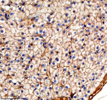 Zebrafish Pa2g4 Antibody Liver Tissue IHC. Immunohistochemistry staining of zebrafish Pa2g4 protein using Zebrafish Pa2g4 antibody, HRP-labeled secondary and DAB substrate. Pa2g4 was detected in a paraffin-embedded section of zebrafish liver tissue. HIER: boil tissue sections in pH8 EDTA for 20 min and allow to cool before testing.