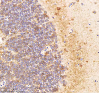 Zebrafish Pa2g4 Antibody Brain Tissue IHC. Immunohistochemistry staining of zebrafish Pa2g4 protein using Zebrafish Pa2g4 antibody, HRP-labeled secondary and DAB substrate. Pa2g4 was detected in a paraffin-embedded section of zebrafish brain tissue. HIER: boil tissue sections in pH8 EDTA for 20 min and allow to cool before testing.