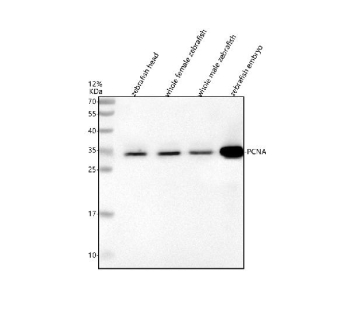 Zebrafish Pcna antibody Tissue WB. Western blot analysis of Pcna protein using Zebrafish Pcna antibody and 1) zebrafish head, 2) whole female zebrafish, 3) whole male zebrafish and 4) zebrafish embryo tissue lysate. Predicted molecular weight ~29 kDa, commonly observed at 29-36 kDa.