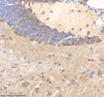 Zebrafish Polr2d Antibody Brain Tissue IHC. Immunohistochemistry staining of zebrafish Polr2d protein using Zebrafish Polr2d antibody, HRP-labeled secondary and DAB substrate. Polr2d was detected in a paraffin-embedded section of zebrafish brain tissue. HIER: boil tissue sections in pH8 EDTA for 20 min and allow to cool before testing.