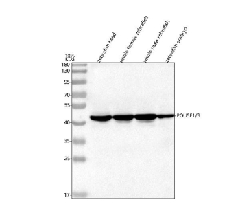 Zebrafish Pou5f1 Antibody Tissue WB. Western blot analysis of Pou5f1/3 protein using Zebrafish Pou5f1 antibody and 1) zebrafish head, 2) whole female zebrafish, 3) whole male zebrafish and 4) zebrafish embryo tissue lysate. Predicted molecular weight ~51 kDa.