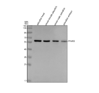 Zebrafish Ppar gamma Antibody Tissue WB. Western blot analysis of Ppar gamma protein using Zebrafish Ppar gamma antibody and 1) zebrafish head, 2) whole female zebrafish, 3) whole male zebrafish and 4) zebrafish embryo tissue lysate. Predicted molecular weight ~60 kDa.