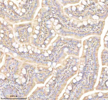 Zebrafish Prdx4 Antibody Colon Tissue IHC. Immunohistochemistry IHC staining of FFPE zebrafish colon tissue with Prdx4 antibody, HRP-labeled secondary and DAB substrate. HIER: boil tissue sections in pH8 EDTA for 20 min and allow to cool before testing.
