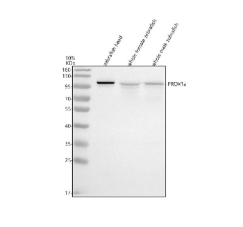 Zebrafish Prox1a Antibody Tissue WB. Western blot analysis of Prox1a protein using Zebrafish Prox1a antibody and 1) zebrafish head, 2) whole female zebrafish and 3) whole male zebrafish tissue lysate. Predicted molecular weight ~83 kDa, commonly observed at 80-100 kDa. (human similarity)