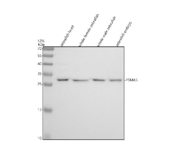 Zebrafish Psma5 Antibody Tissue WB. Western blot analysis of Psma5 protein using Zebrafish Psma5 antibody and 1) zebrafish head, 2) whole female zebrafish, 3) whole male zebrafish and 4) zebrafish embryo tissue lysate. Predicted molecular weight ~26 kDa.
