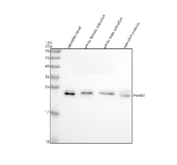 Zebrafish Psmb1 Antibody Tissue WB. Western blot analysis of Psmb1 protein using Zebrafish Psmb1 antibody and 1) zebrafish head, 2) whole female zebrafish, 3) whole male zebrafish and 4) zebrafish embryo tissue lysate. Predicted molecular weight ~26 kDa.