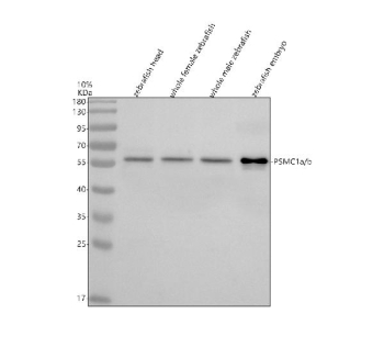 Zebrafish Psmc1 Antibody Tissue WB. Western blot analysis of Psmc1a/b protein using Zebrafish Psmc1 antibody and 1) zebrafish head, 2) whole female zebrafish, 3) whole male zebrafish and 4) zebrafish embryo tissue lysate. Predicted molecular weight ~49 kDa.