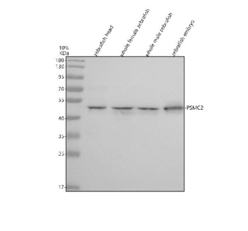 Zebrafish Psmc2 Antibody Tissue WB. Western blot analysis of Psmc2 protein using Zebrafish Psmc2 antibody and 1) zebrafish head, 2) whole female zebrafish, 3) whole male zebrafish and 4) zebrafish embryo tissue lysate. Predicted molecular weight ~49 kDa.