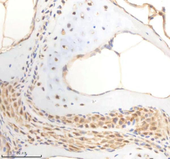Zebrafish Psmc5 Antibody Bone Tissue IHC. Immunohistochemistry staining of zebrafish Psmc5 protein using Zebrafish Psmc5 antibody, HRP-labeled secondary and DAB substrate. Psmc5 was detected in a paraffin-embedded section of zebrafish bone tissue. HIER: boil tissue sections in pH8 EDTA for 20 min and allow to cool before testing.