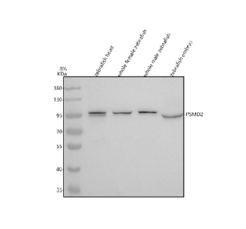 Zebrafish Psmd2 Antibody Tissue WB. Western blot analysis of Psmd2 protein using Zebrafish Psmd2 antibody and 1) zebrafish head, 2) whole female zebrafish, 3) whole male zebrafish and 4) zebrafish embryo tissue lysate. Predicted molecular weight ~99 kDa.