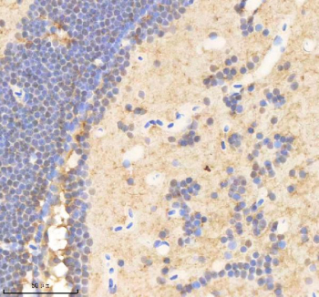 Zebrafish Psmd2 Antibody Brain Tissue IHC. Immunohistochemistry staining of FFPE zebrafish brain tissue with Psmd2 antibody, HRP-labeled secondary and DAB substrate. HIER: boil tissue sections in pH8 EDTA for 20 min and allow to cool before testing.