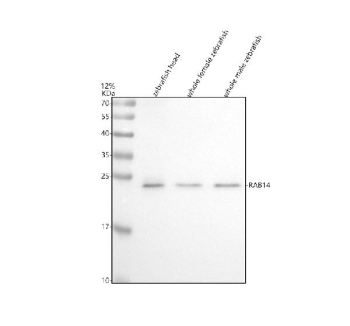 Zebrafish Rab14 Antibody Tissue WB. Western blot analysis of Rab14 protein using Zebrafish Rab14 antibody and 1) zebrafish head, 2) whole female zebrafish and 3) whole male zebrafish tissue lysate. Predicted molecular weight ~24 kDa.