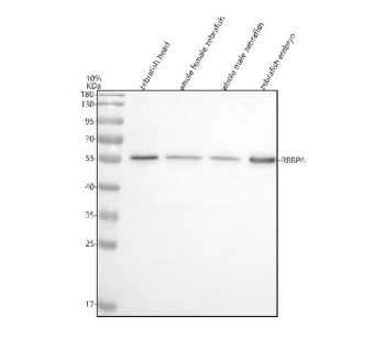 Zebrafish Rbbp4 Antibody Tissue WB. Western blot analysis of Rbbp4 protein using Zebrafish Rbbp4 antibody and 1) zebrafish head, 2) whole female zebrafish, 3) whole male zebrafish and 4) zebrafish embryo tissue lysate. Predicted molecular weight ~48 kDa, commonly observed at 48-55 kDa. (human similarity)