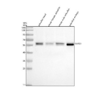 Zebrafish Sars1 Antibody Tissue WB. Western blot analysis of Sars1 protein using Zebrafish Sars1 antibody and 1) zebrafish head, 2) whole female zebrafish, 3) whole male zebrafish and 4) zebrafish embryo tissue lysate. Predicted molecular weight ~59 kDa.