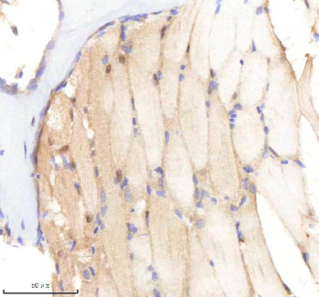 Zebrafish Sf3a1 Antibody Muscle Tissue IHC. Immunohistochemistry staining of zebrafish Sf3a1 protein using Zebrafish Sf3a1 antibody, HRP-labeled secondary and DAB substrate. Sf3a1 was detected in a paraffin-embedded section of zebrafish muscle tissue. HIER: boil tissue sections in pH8 EDTA for 20 min and allow to cool before testing.
