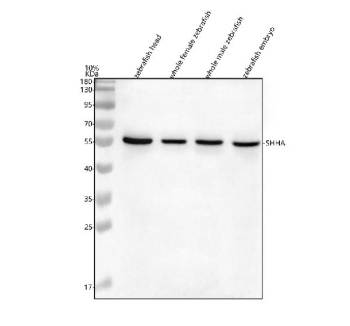 Zebrafish Shha antibody head/whole body/embryo WB. Western blot analysis of Sonic Hedgehog protein using Zebrafish Shha antibody and 1) zebrafish head, 2) whole female zebrafish, 3) whole male zebrafish and 4) zebrafish embryo tissue lysate. Predicted molecular weight ~46 kDa.