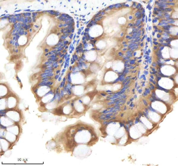 Zebrafish Shha antibody colon tissue IHC. Immunohistochemistry staining of Sonic Hedgehog protein in FFPE zebrafish colon tissue with Shha antibody, HRP-labeled secondary and DAB substrate. HIER: boil tissue sections in pH8 EDTA for 20 min and allow to cool before testing.