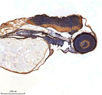Zebrafish Shha antibody embryo tissue IHC. Immunohistochemistry staining of Sonic Hedgehog protein in FFPE zebrafish embryo tissue with Shha antibody, HRP-labeled secondary and DAB substrate. HIER: boil tissue sections in pH8 EDTA for 20 min and allow to cool before testing.