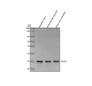 Zebrafish Sox32 Antibody Tissue WB. Western blot analysis of Sox32 protein using Zebrafish Sox32 antibody and 1) zebrafish head, 2) whole female zebrafish and 3) whole male zebrafish tissue lysate. Predicted molecular weight ~35 kDa.
