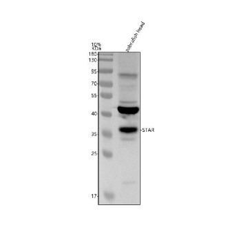 Zebrafish Star Antibody Head Tissue WB. Western blot analysis of Star protein using Zebrafish Star Antibody and zebrafish head tissue lysates. Lane: zebrafish head lysate. A band is detected at approximately 32 kDa, consistent with the predicted molecular weight of zebrafish Star. In mammals, the StAR preprotein is approximately 37 kDa and is processed to a mature mitochondrial form of about 30-32 kDa, which corresponds to the band observed in this zebrafish sample.