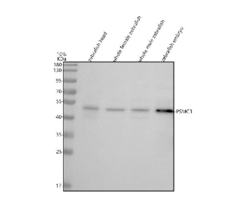 Zebrafish Psmc3 Antibody Tissue WB. Western blot analysis of Psmc3 protein using Zebrafish Psmc3 antibody and 1) zebrafish head, 2) whole female zebrafish, 3) whole male zebrafish and 4) zebrafish embryo tissue lysate. Predicted molecular weight ~49 kDa.