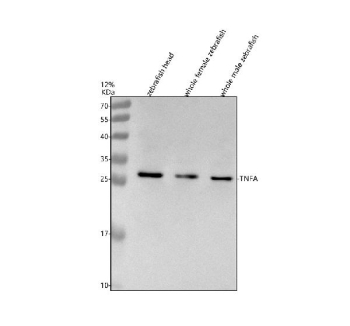 Zebrafish Tnfa Antibody Tissue WB. Western blot analysis of Tnf alpha protein using Zebrafish Tnfa antibody and 1) zebrafish head, 2) whole female zebrafish and 3) whole male zebrafish tissue lysate. Predicted molecular weight ~26 kDa.