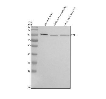 Zebrafish Cdc48 Antibody Tissue WB. Western blot analysis of Cdc48 protein using Zebrafish Cdc48 antibody and 1) zebrafish head, 2) whole female zebrafish and 3) whole male zebrafish tissue lysate. Predicted molecular weight ~89 kDa, commonly observed at 89-97 kDa. (human similarity)