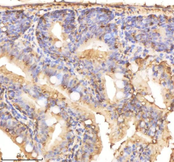 Zebrafish Cdc48 Antibody Colon Tissue IHC. Immunohistochemistry staining of FFPE zebrafish colon tissue with Cdc48 antibody, HRP-labeled secondary and DAB substrate. HIER: boil tissue sections in pH8 EDTA for 20 min and allow to cool before testing.