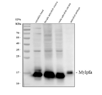 Zebrafish Mylz2 Antibody Tissue WB. Western blot analysis of Mylz2/Mylpfa protein using Zebrafish Mylz2 antibody and 1) zebrafish head, 2) whole female zebrafish, 3) whole male zebrafish and 4) zebrafish embryo tissue lysate. Predicted molecular weight ~19 kDa.